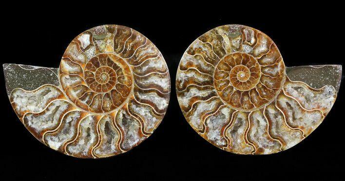 Sliced Fossil Ammonite Pair - Crystal Chambers #46499